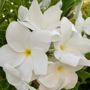 Meet your Posher, Emmy